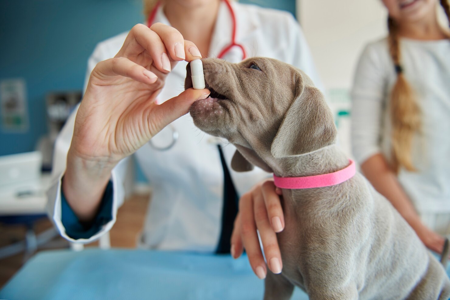 Does Medicare Cover Pet Food for Service Animals?